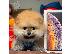 PoulaTo: Pomeranian